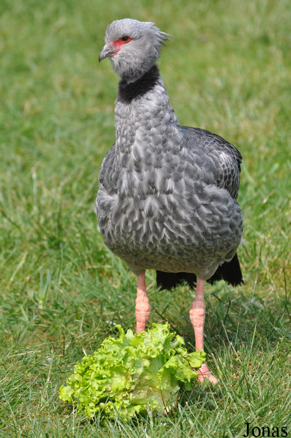 Chauna torquata
