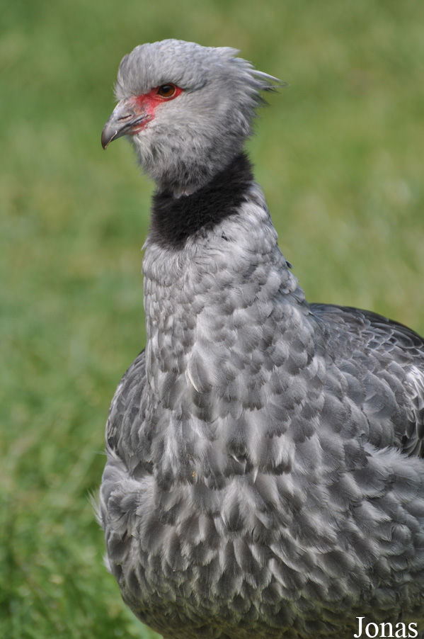 Chauna torquata