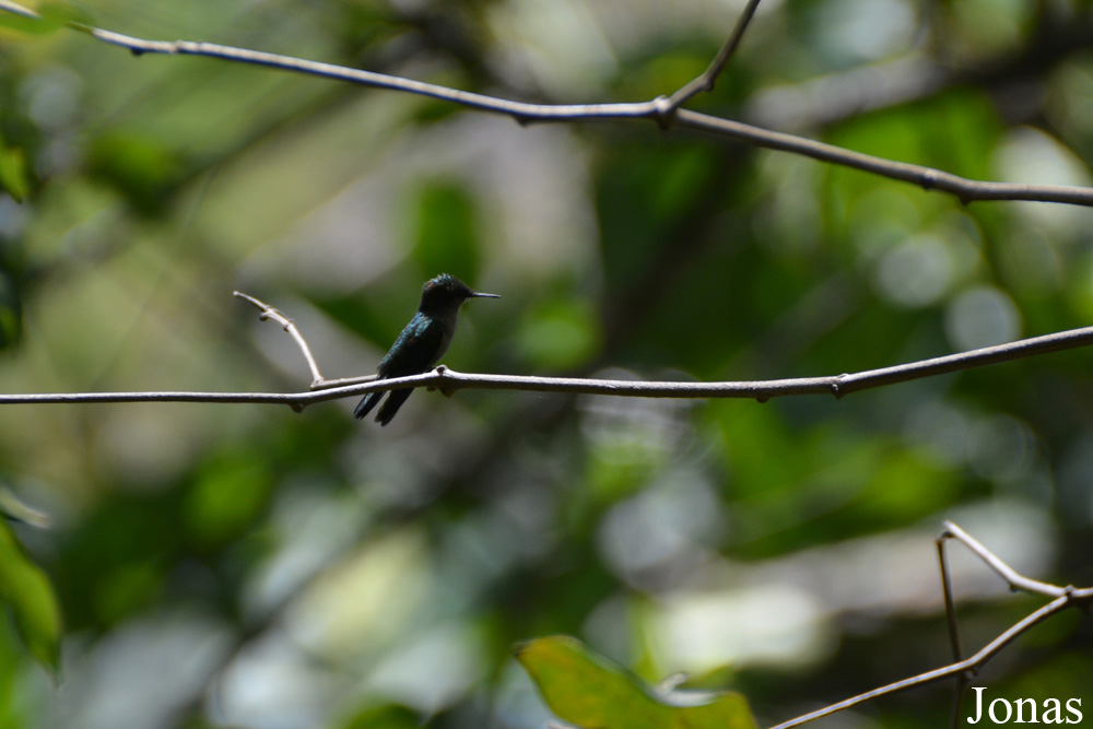 Orthorhyncus cristatus exilis