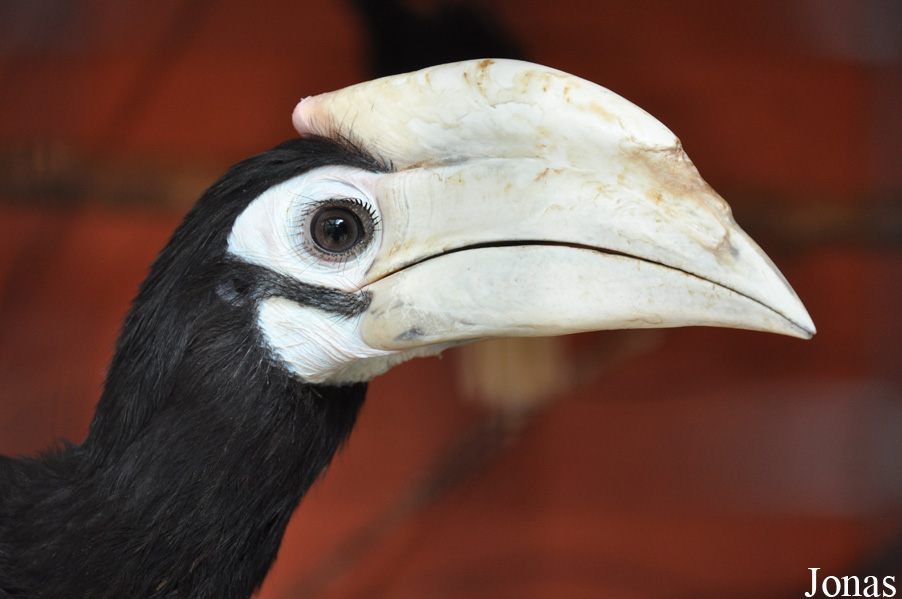 Anthracoceros marchei