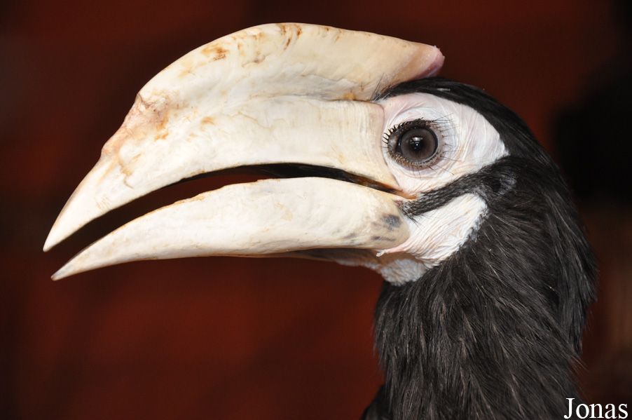 Anthracoceros marchei