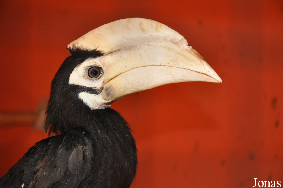 Anthracoceros marchei