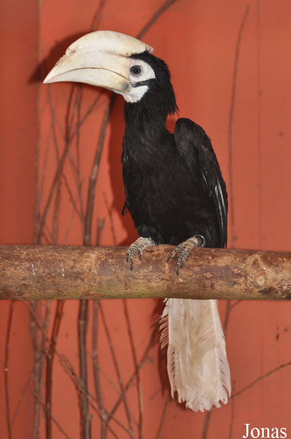 Anthracoceros marchei