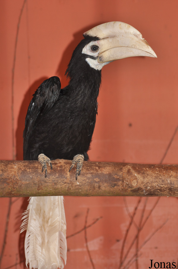 Anthracoceros marchei