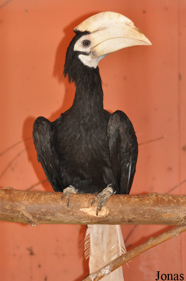 Anthracoceros marchei