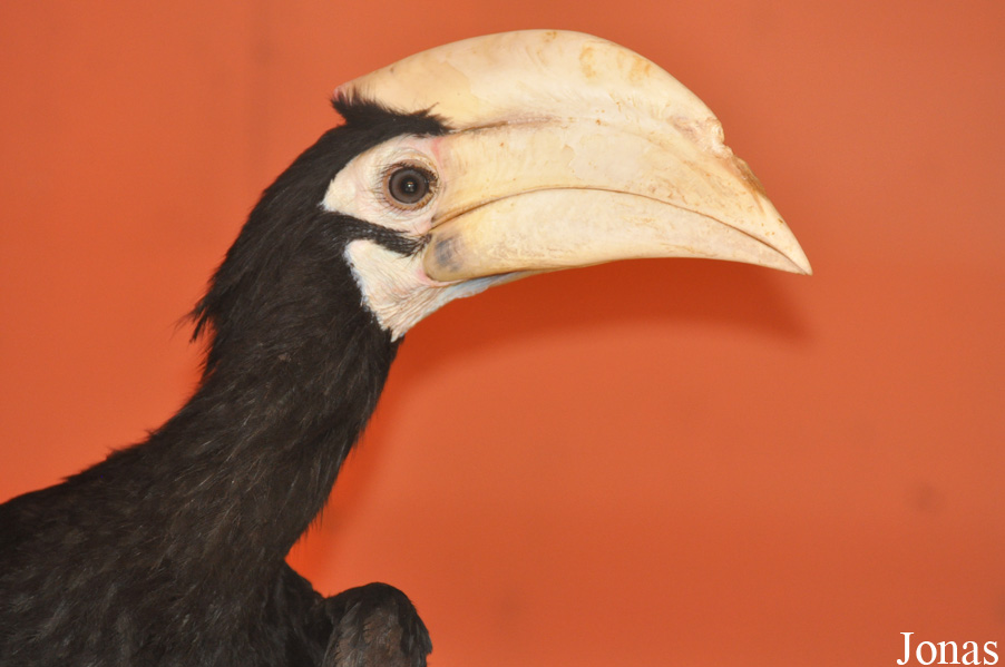 Anthracoceros marchei