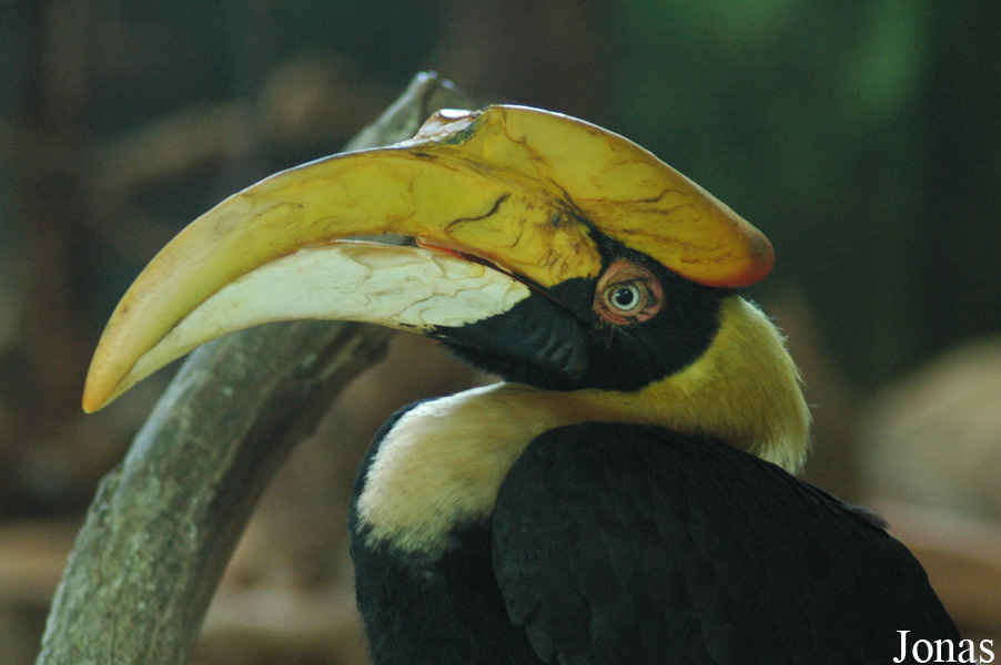 Buceros bicornis