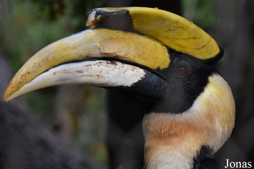 Buceros bicornis