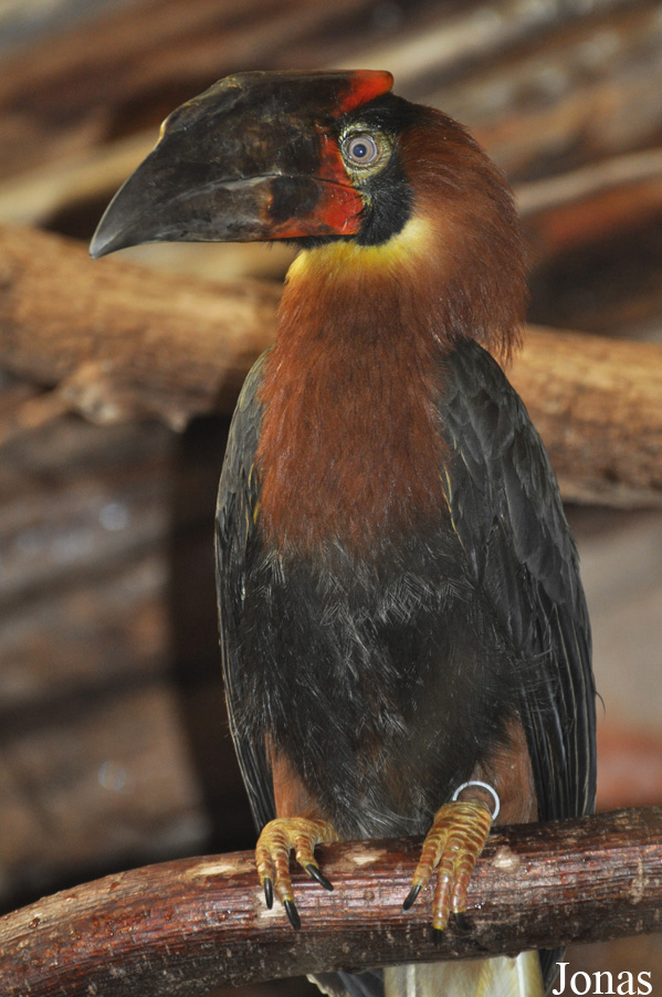 Buceros hydrocorax hydrocorax
