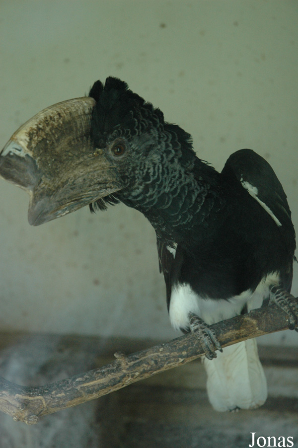 Bycanistes subcylindricus