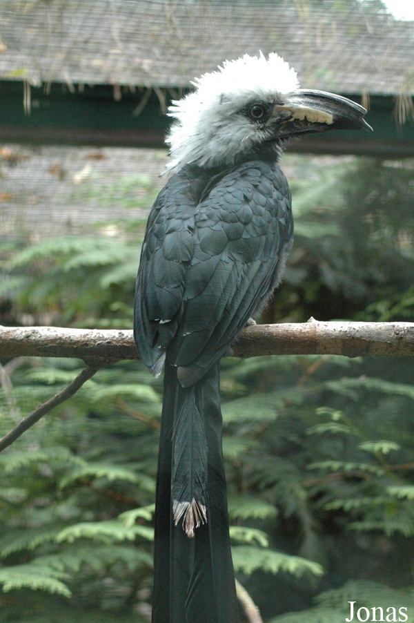 Horizocerus albocristatus