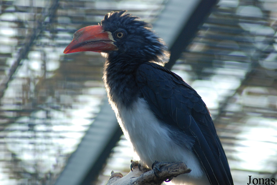 Lophoceros alboterminatus
