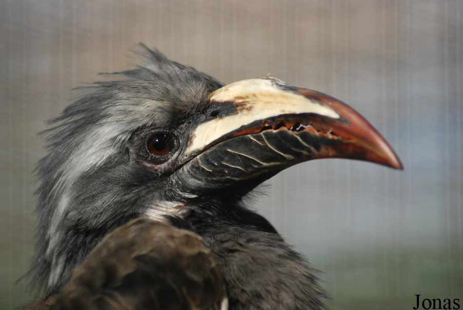 Lophoceros nasutus