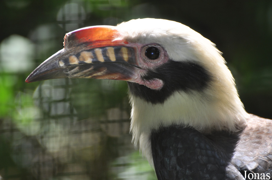 Penelopides manillae