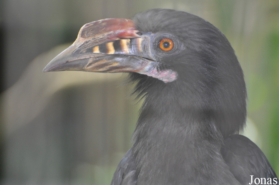 Penelopides manillae