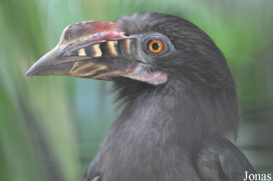 Penelopides manillae