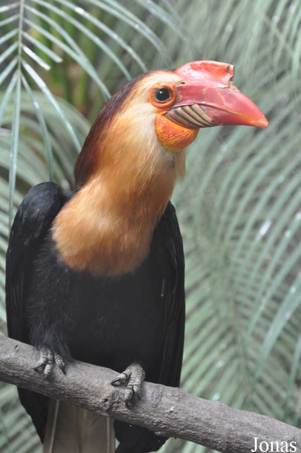 Rhabdotorrhinus leucocephalus