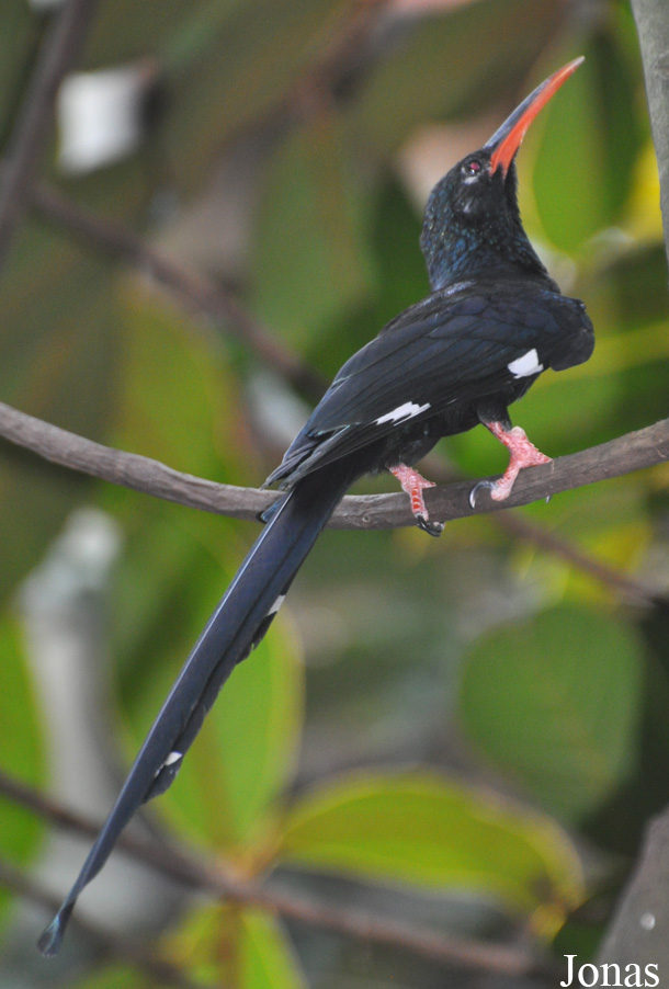 Phoeniculus purpureus