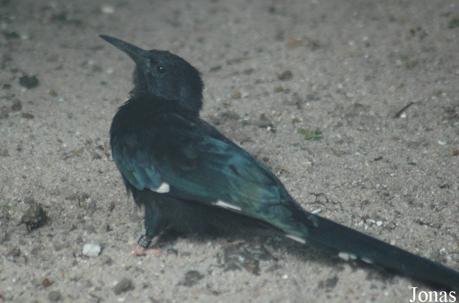 Phoeniculus purpureus