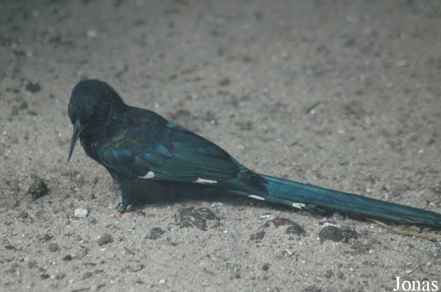 Phoeniculus purpureus