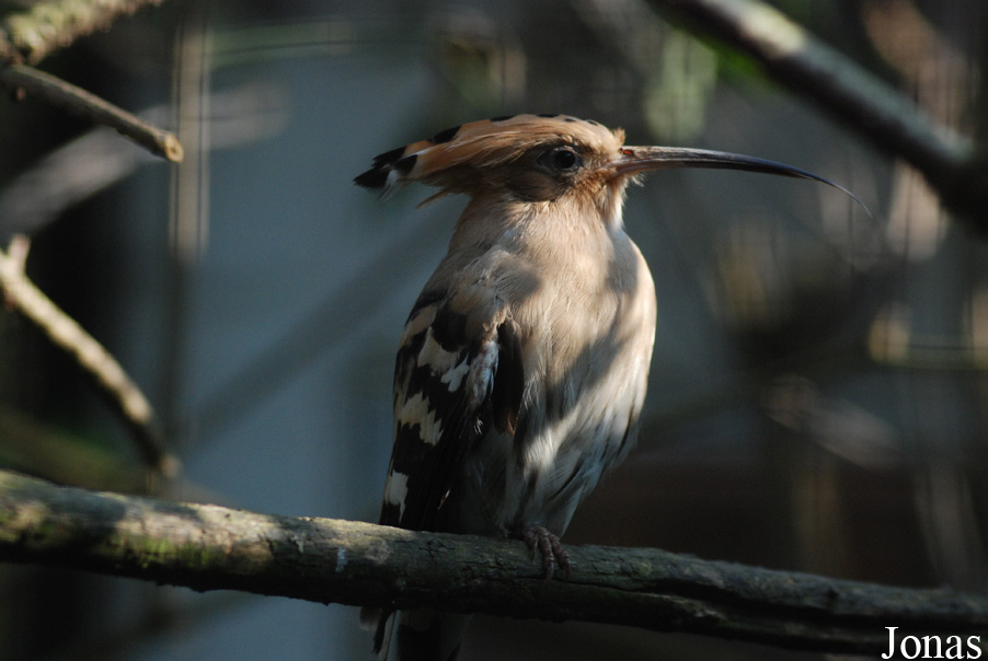 Upupa epops