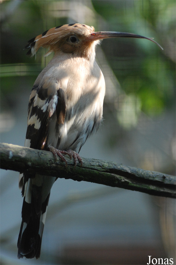 Upupa epops