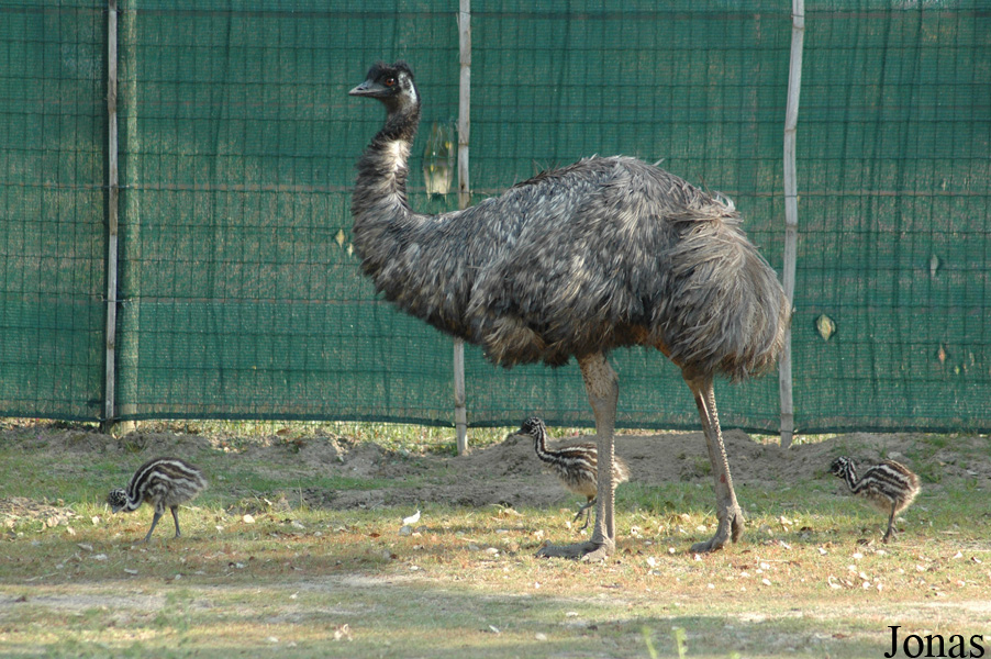 Dromaius novaehollandiae