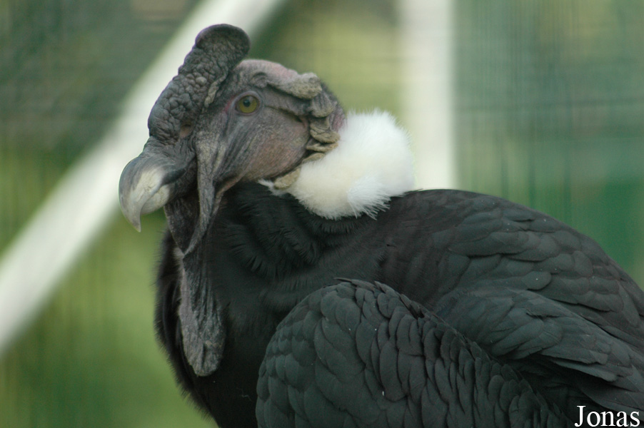 Vultur gryphus / Parc Zoologique du Bois d'Attilly