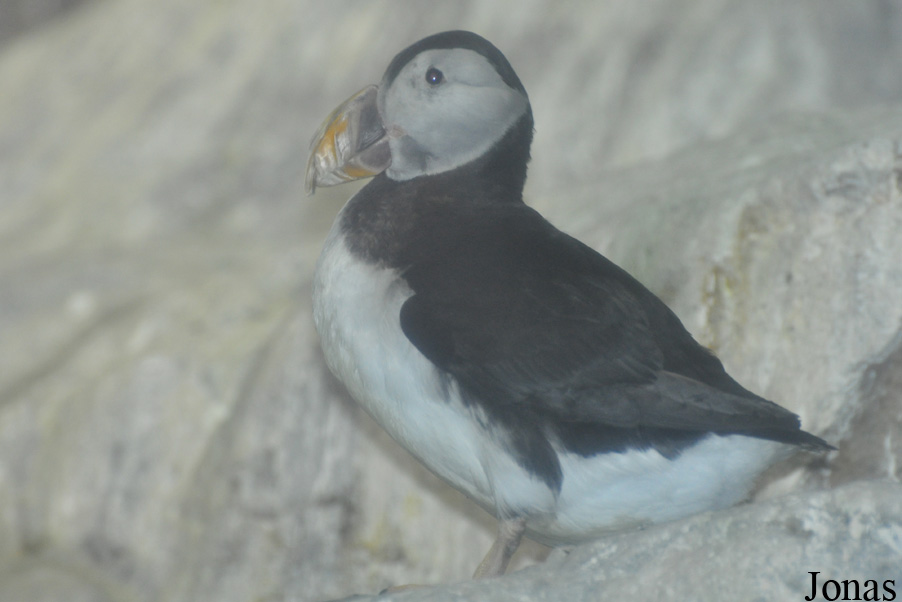 Fratercula arctica
