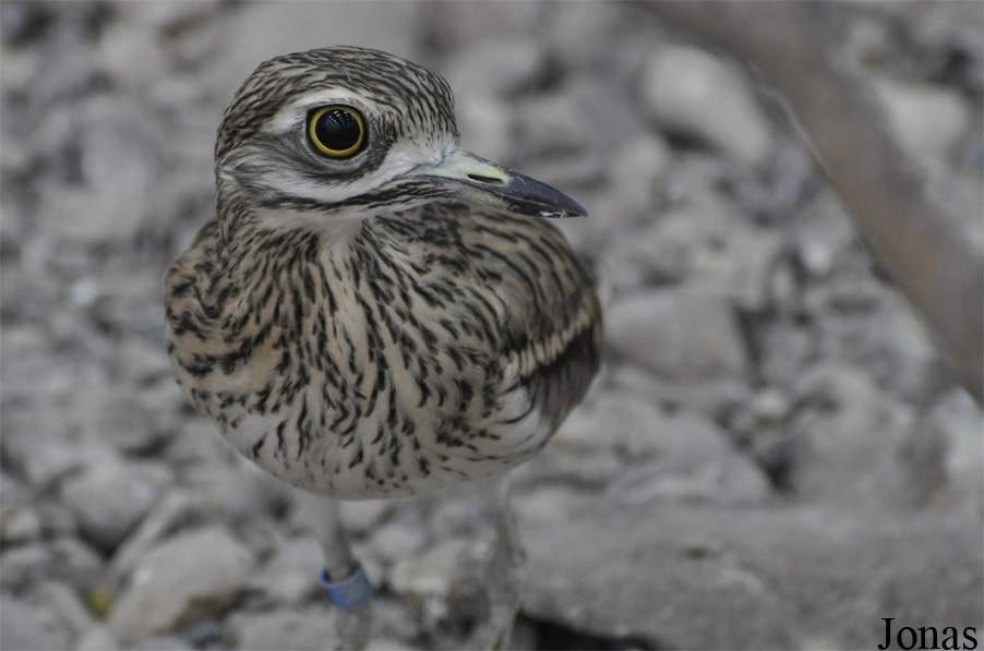 Burhinus oedicnemus oedicnemus