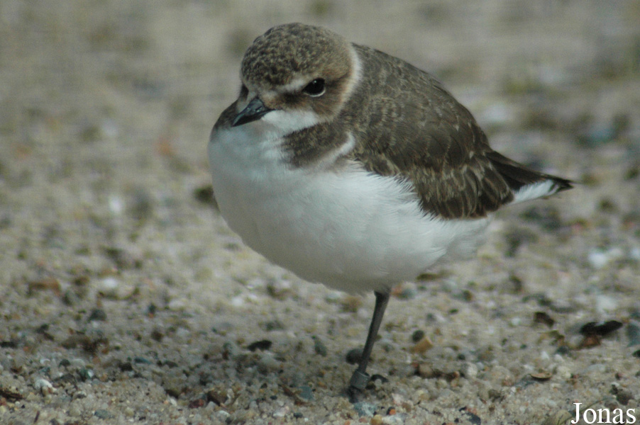 Charadrius alexandrinus