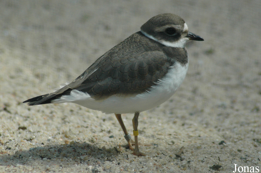 Charadrius hiaticula