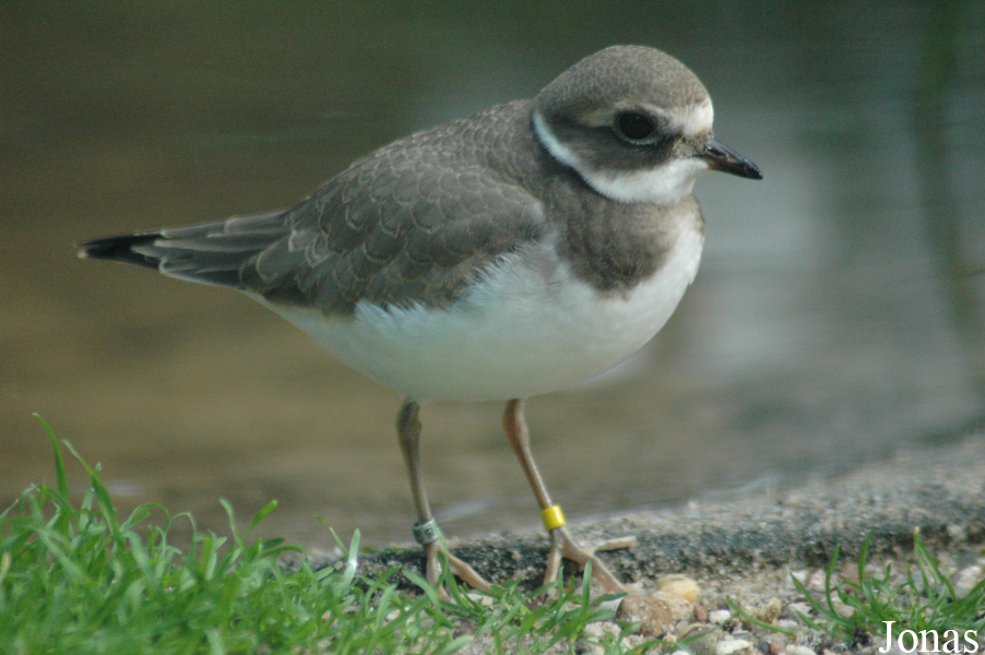 Charadrius hiaticula