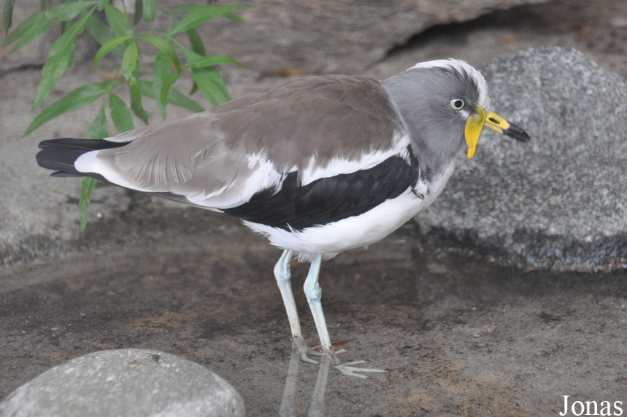 Vanellus albiceps