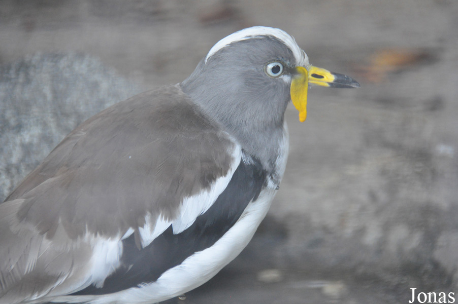 Vanellus albiceps