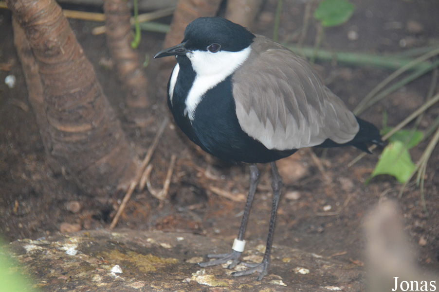 Vanellus spinosus