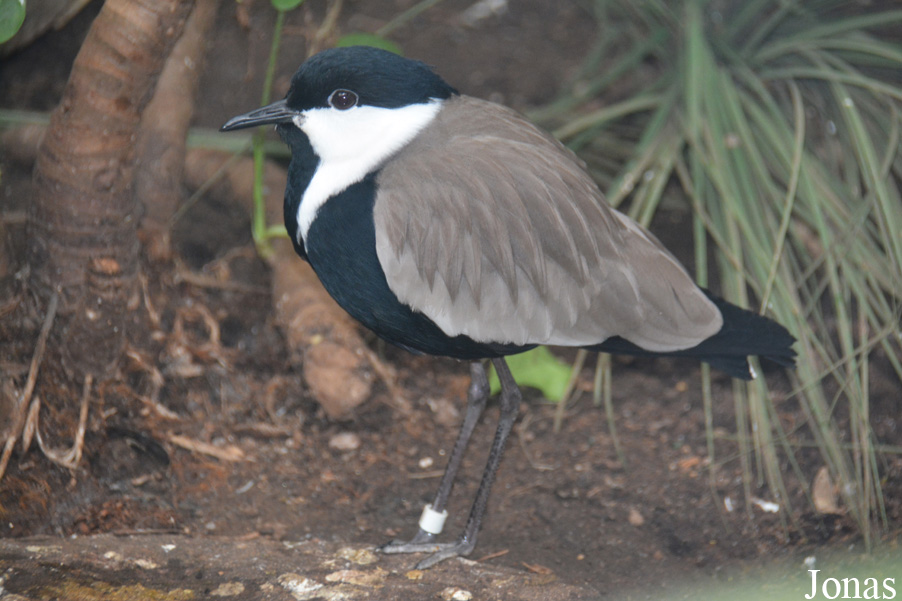 Vanellus spinosus