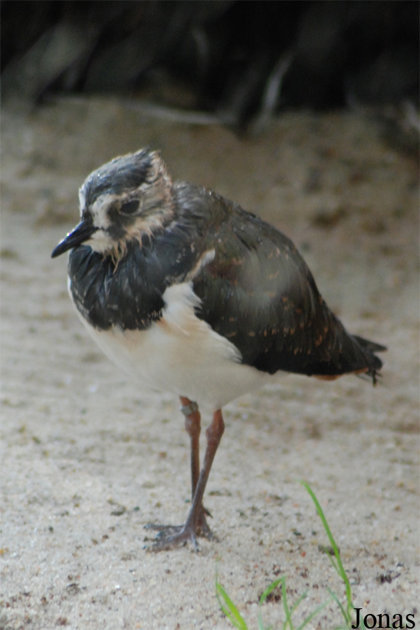 Vanellus vanellus