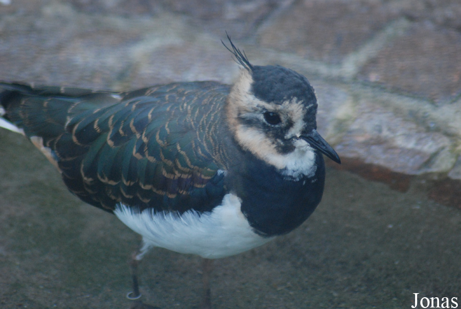Vanellus vanellus
