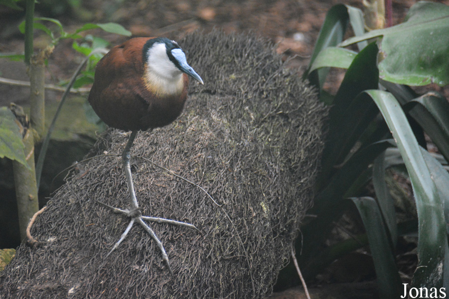Actophilornis africanus