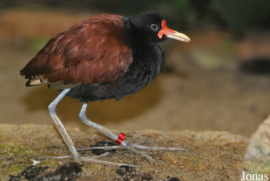 Jacana jacana