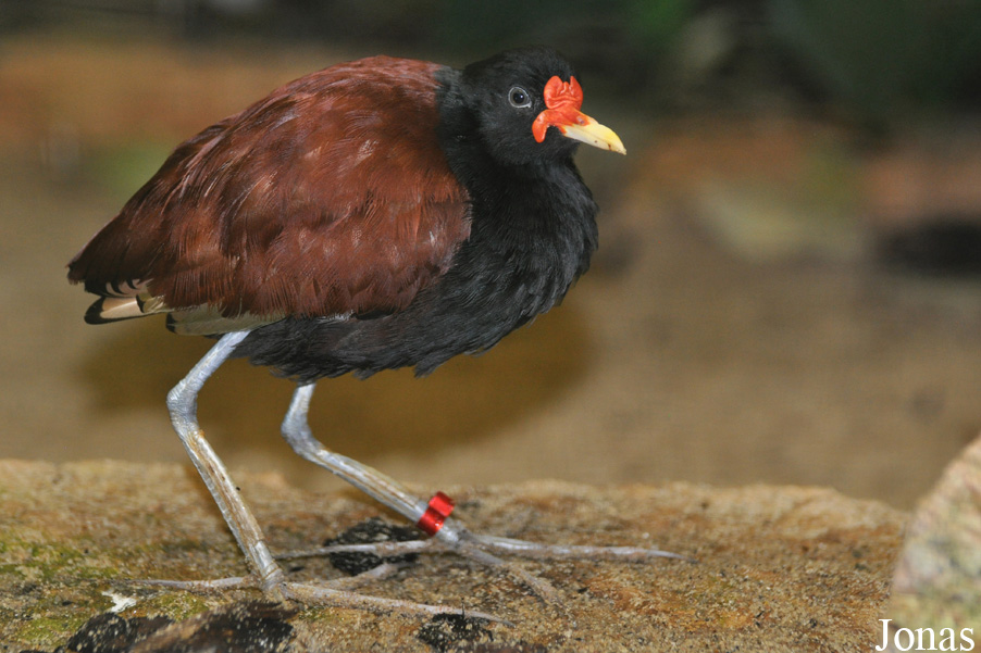 Jacana jacana