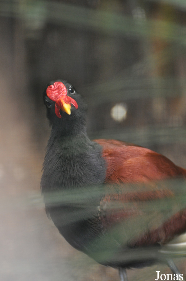 Jacana jacana