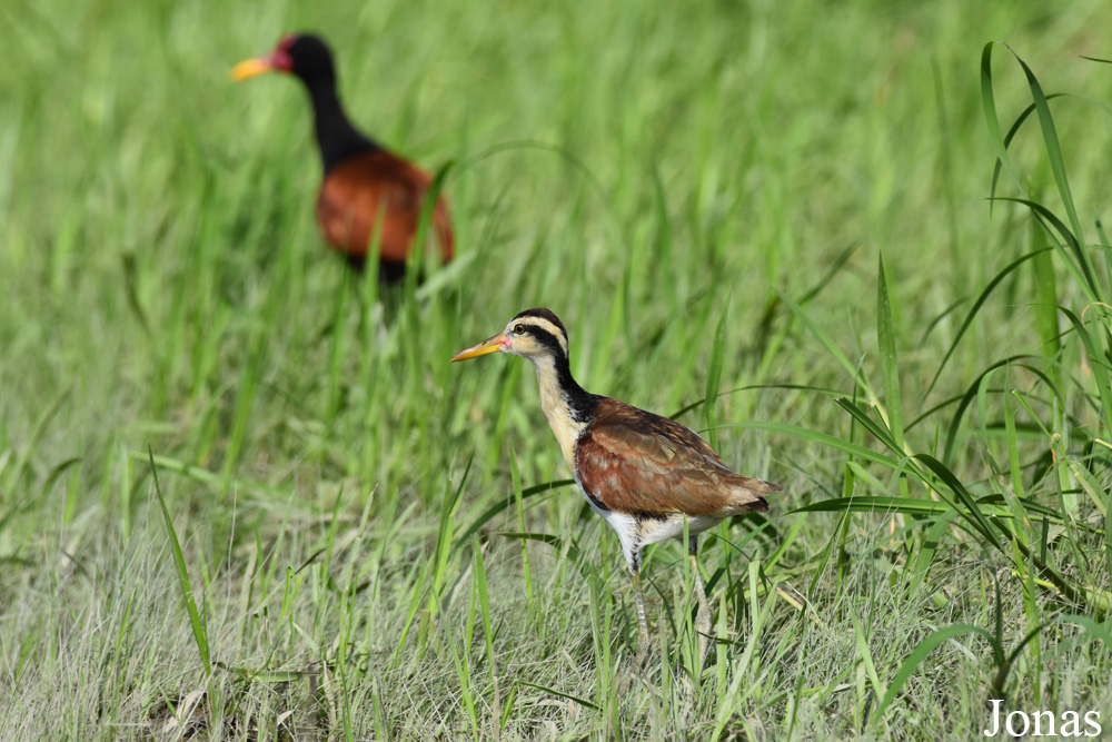 Jacana jacana jacana / Marais de Kaw