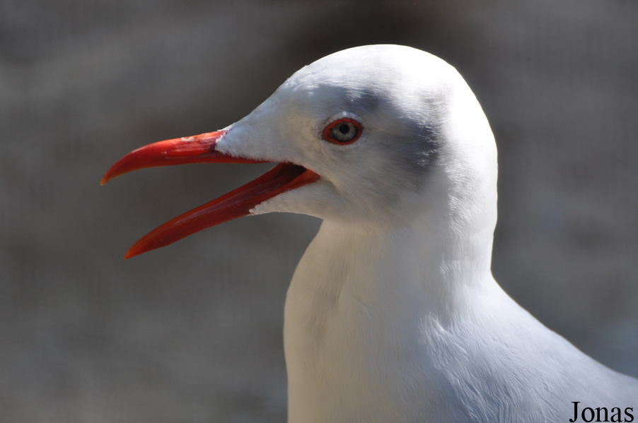 Chroicocephalus cirrocephalus