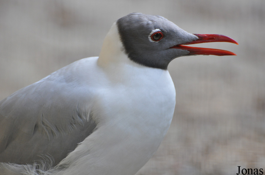 Chroicocephalus cirrocephalus