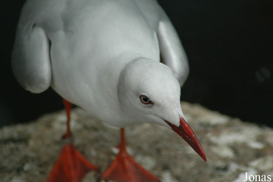 Chroicocephalus cirrocephalus