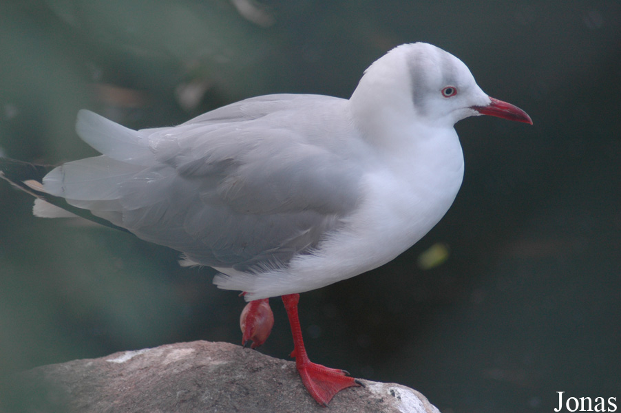 Chroicocephalus cirrocephalus
