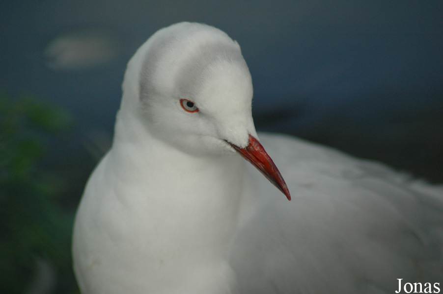 Chroicocephalus cirrocephalus