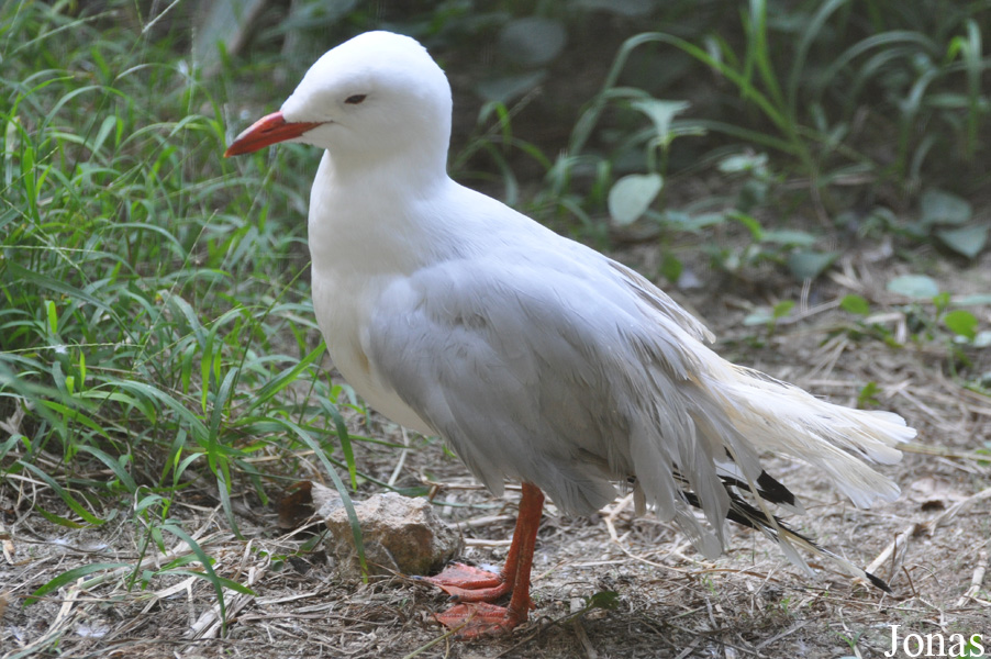 Chroicocephalus novaehollandiae